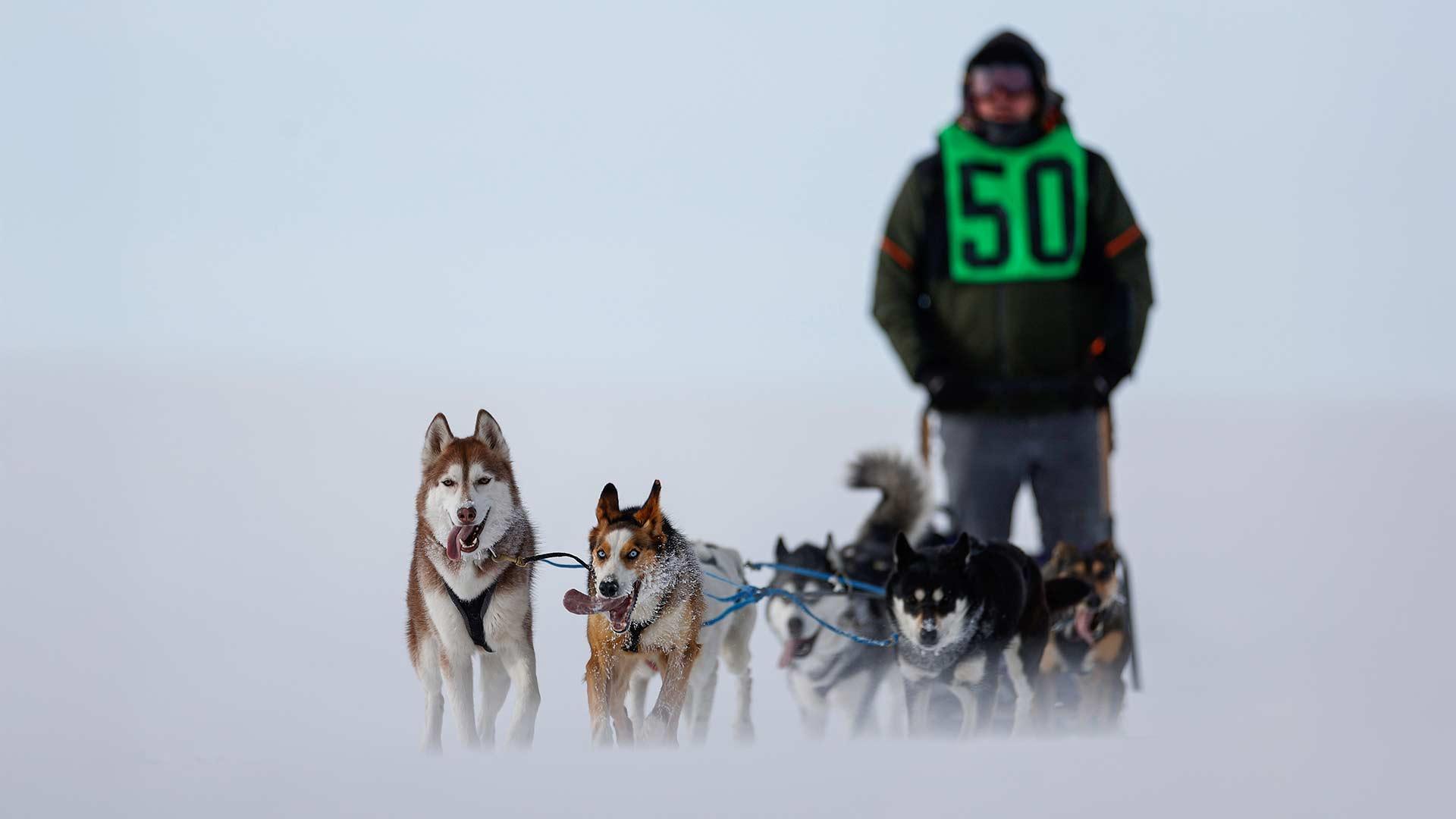 American Dog Derby